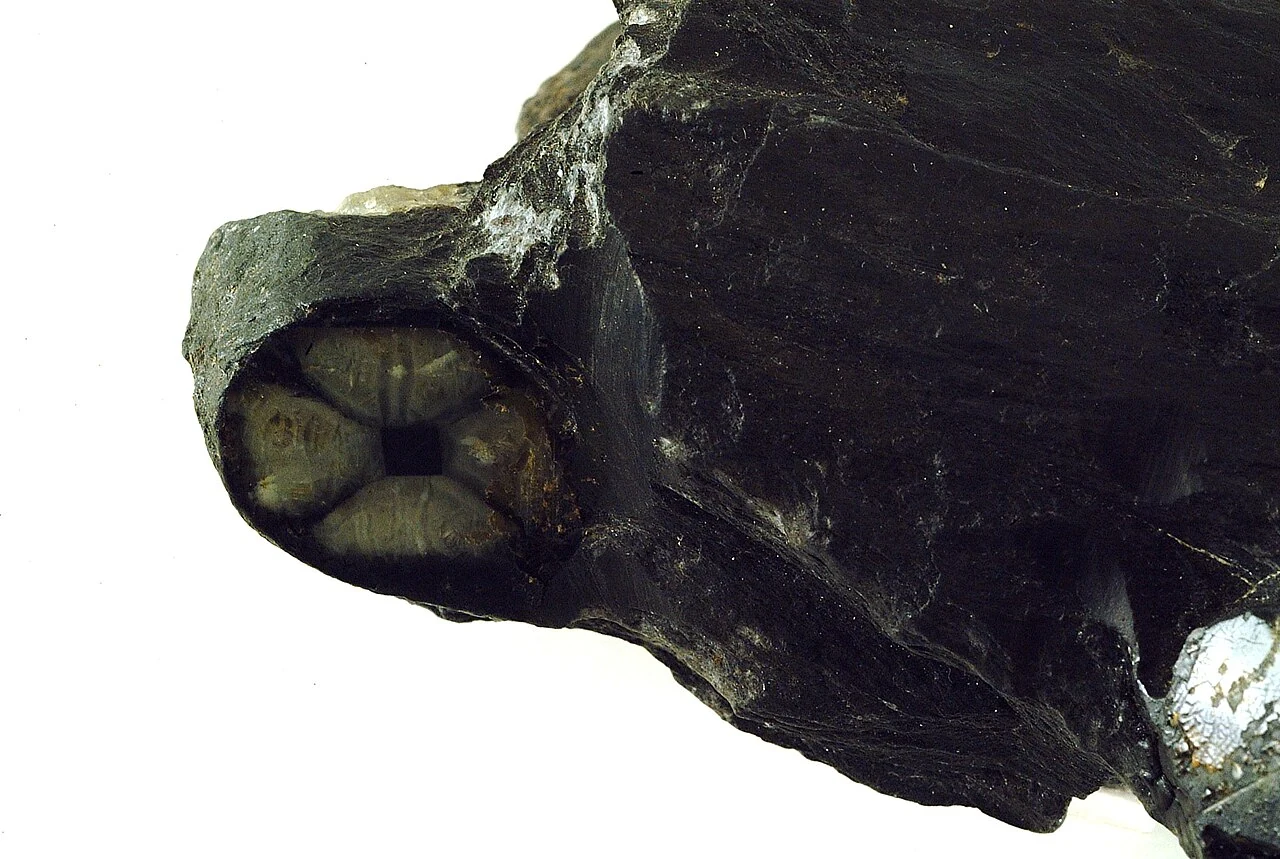 Chiastolite with a dark cross pattern in rock