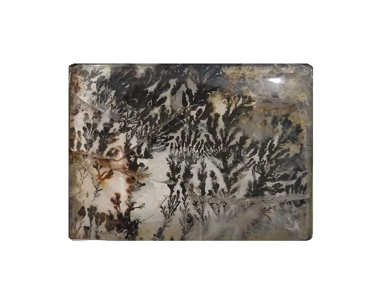 Rectangular dendritic agate with dark branches
