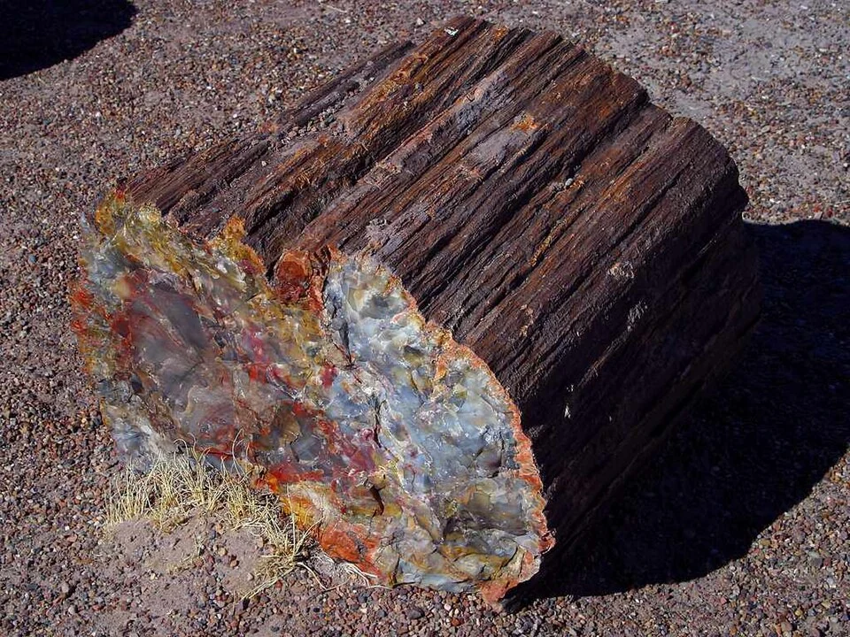 Fragment of a petrified log in Petrified Forest