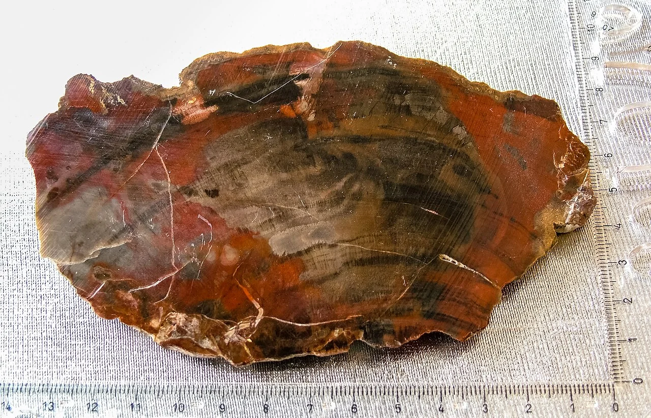 Polished multicoloured section of petrified wood