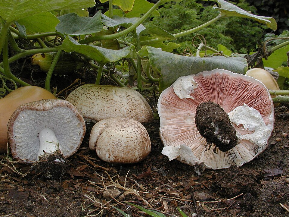 Agaricus subrufescens — photograph