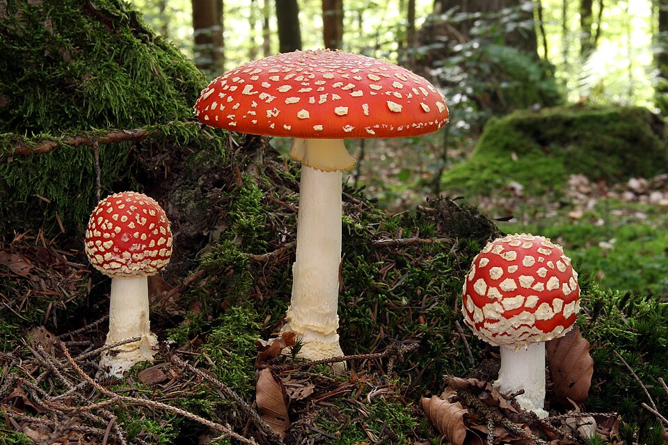 Amanita muscaria — credited reference photograph