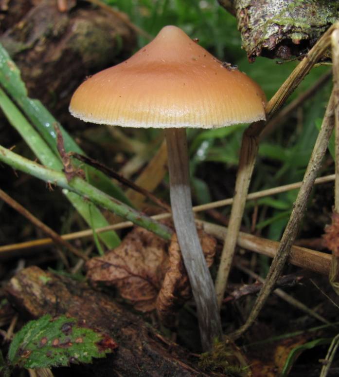 Psilocybe azurescens — credited reference photograph