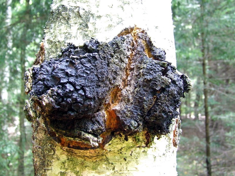 Inonotus obliquus — photograph