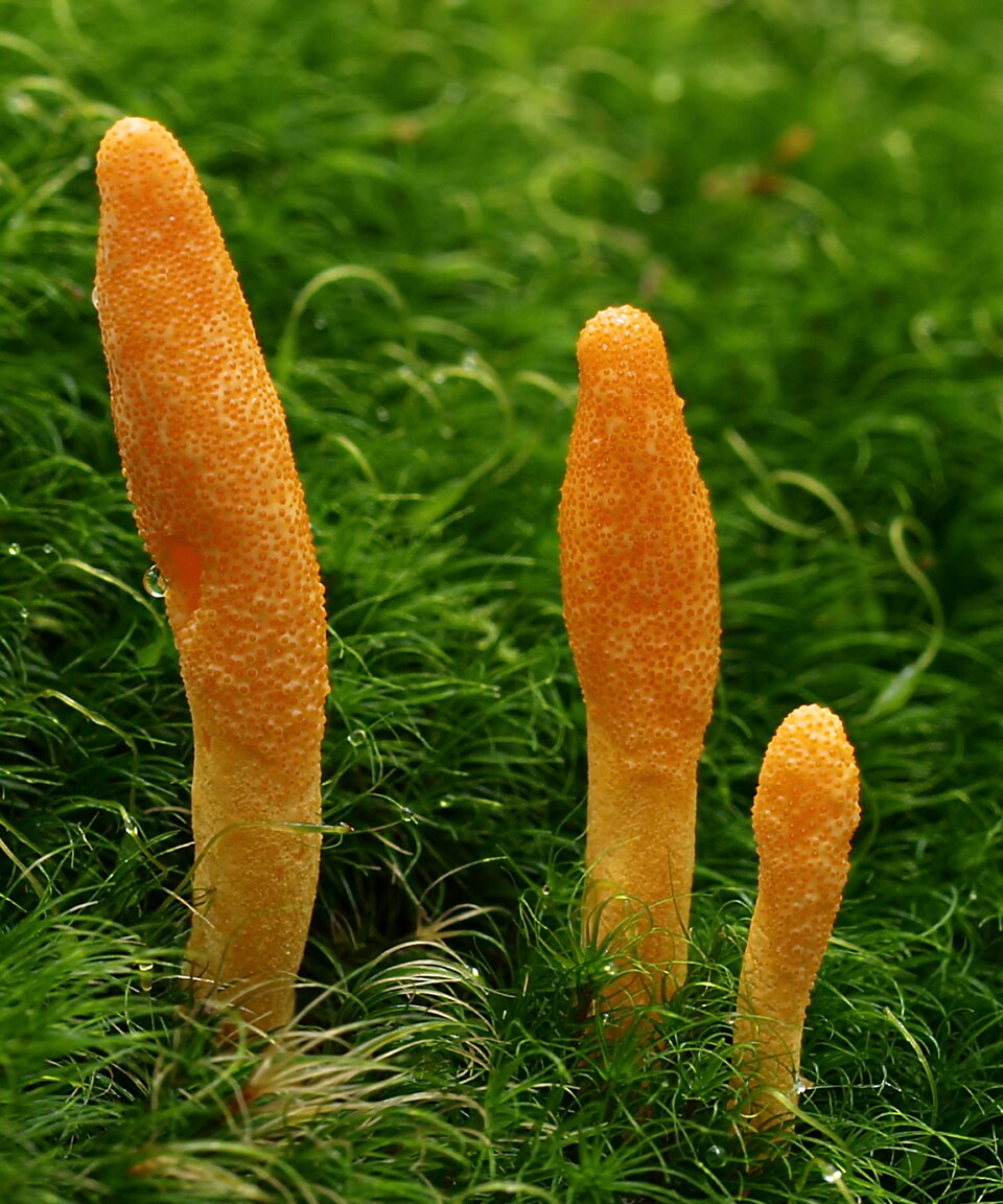 Cordyceps militaris / C. sinensis — photograph