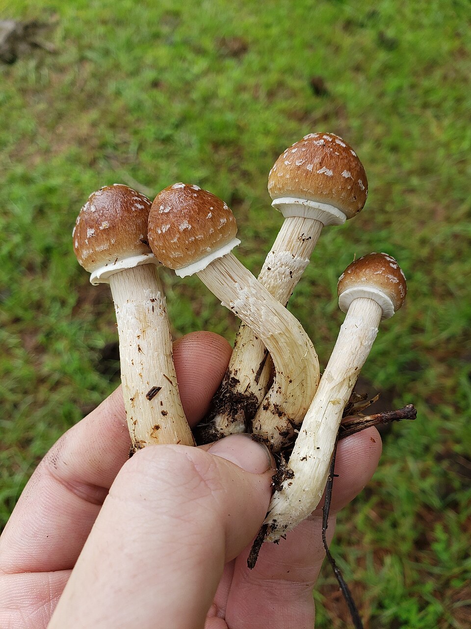 Psilocybe cubensis — credited reference photograph
