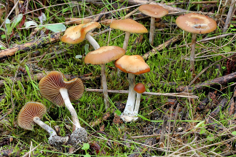 Psilocybe cyanescens — credited reference photograph