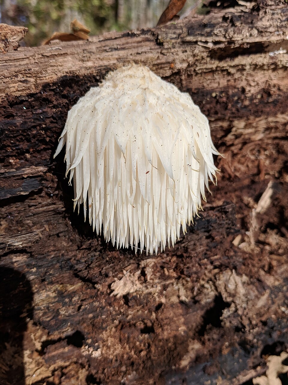 Hericium erinaceus — photograph