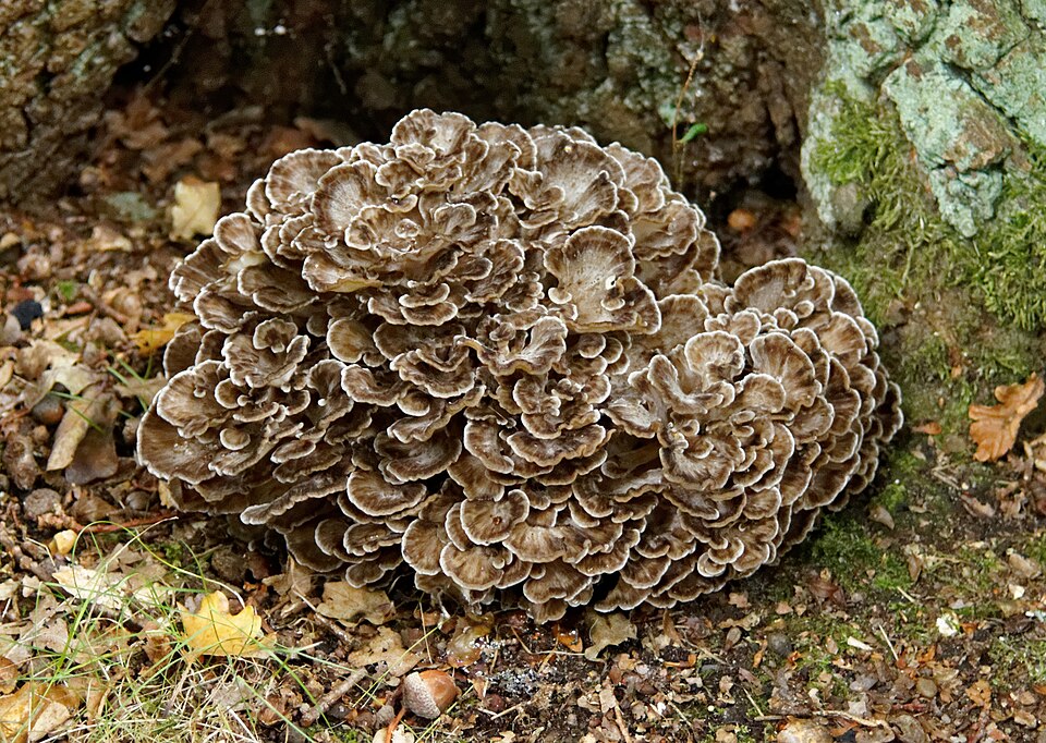 Grifola frondosa — photograph