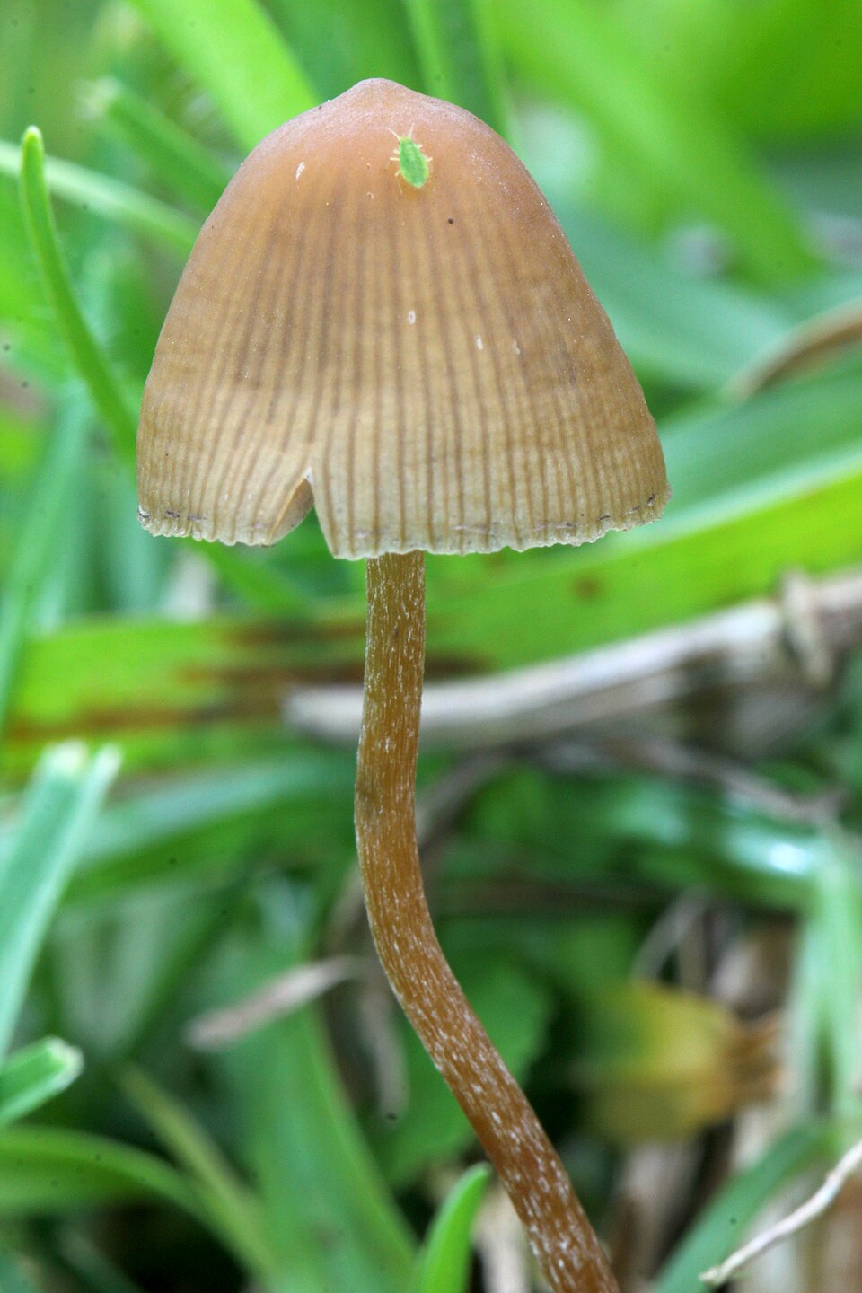 Psilocybe mexicana — credited reference photograph