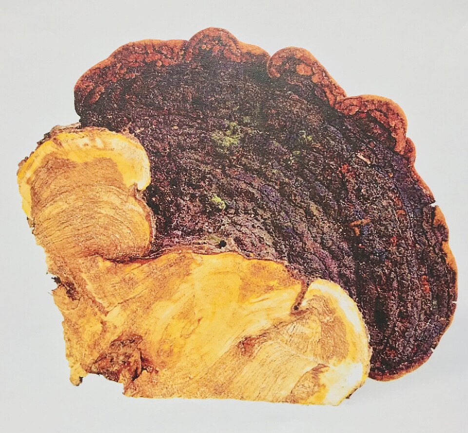 Phellinus linteus — photograph