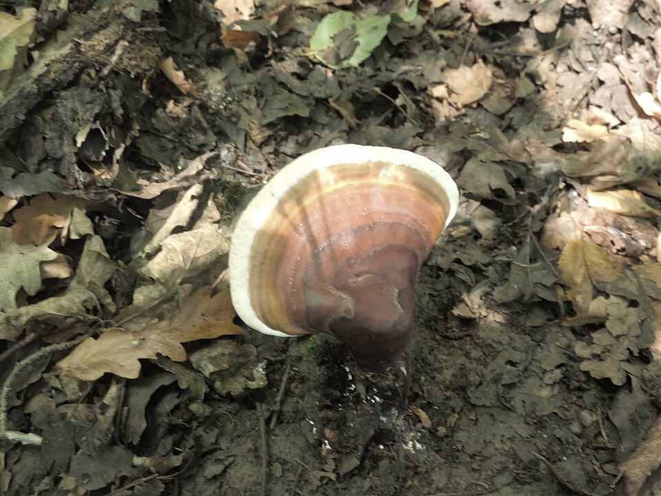 Ganoderma lucidum — photograph