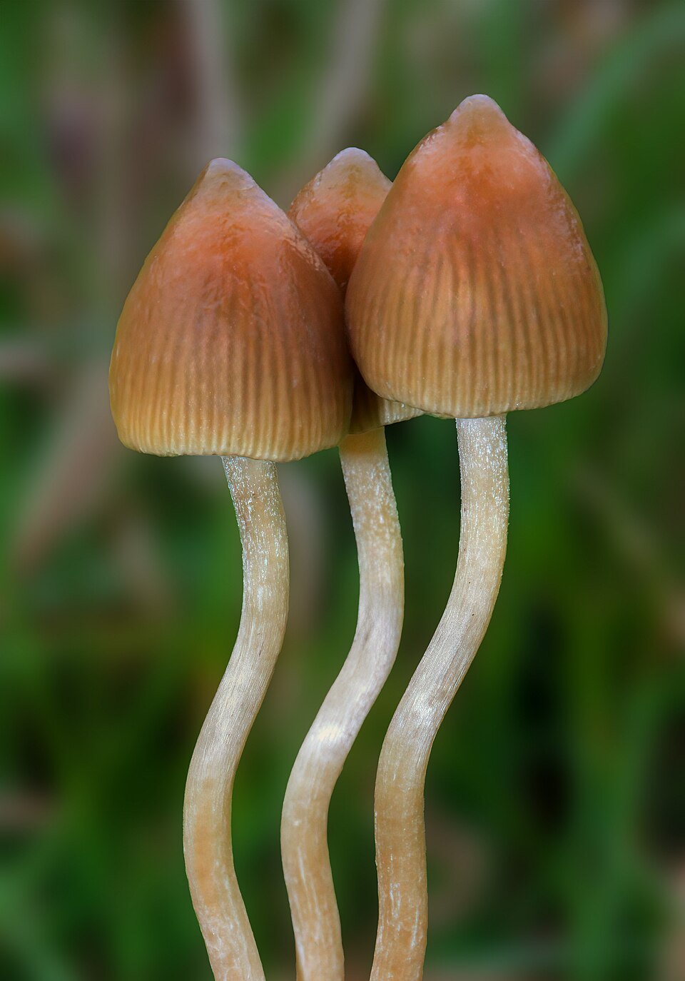 Psilocybe semilanceata — credited reference photograph