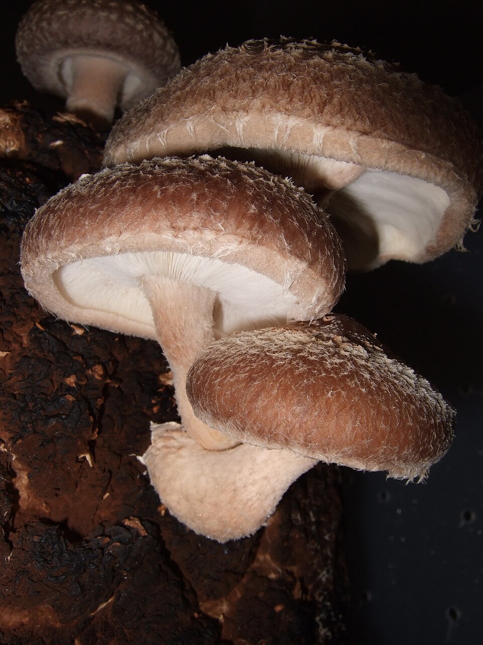 Lentinula edodes — photograph