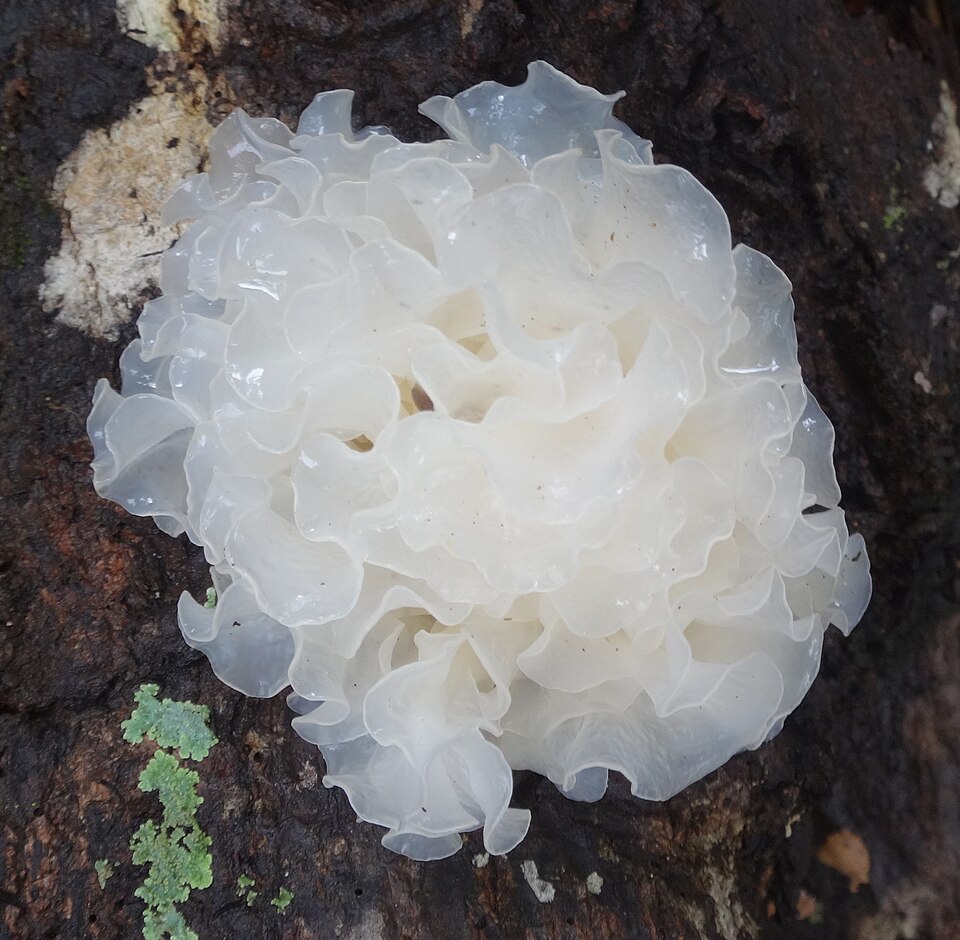 Tremella fuciformis — photograph