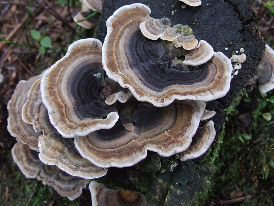 Trametes versicolor — photograph