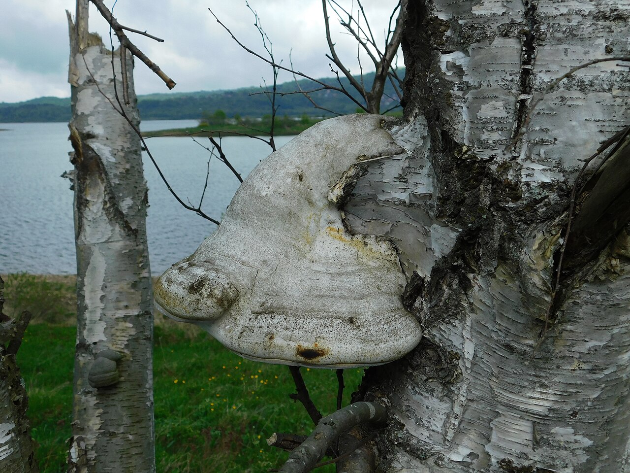 A birch polypore bracket on a birch trunk beside a lake.