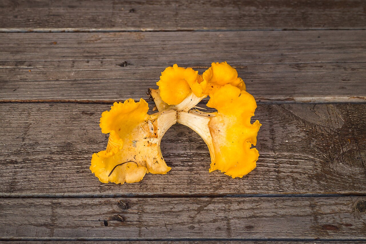 Yellow chanterelle fruiting bodies on wooden boards, with underside folds visible.