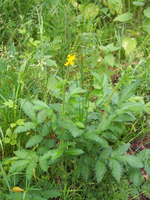 Agrimony (Agrimonia eupatoria): yellow flowers and pinnate leaves.