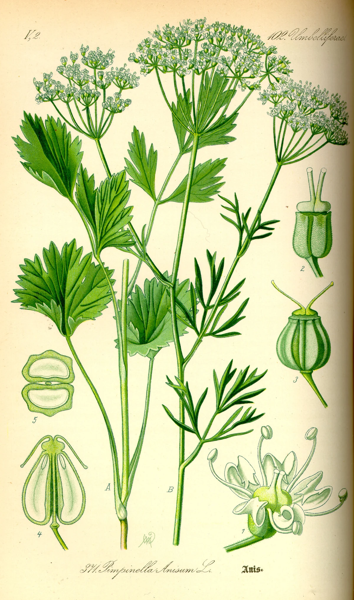 Anise (Pimpinella anisum) in Otto Wilhelm Thomé's botanical plate of 1885.