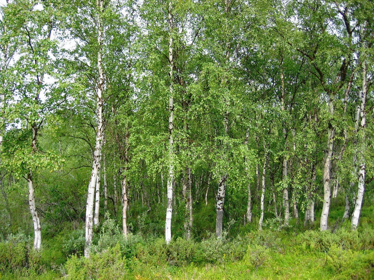 Silver birches (Betula pendula) in Finland.