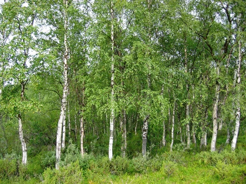 Silver birches (Betula pendula) in Finland.