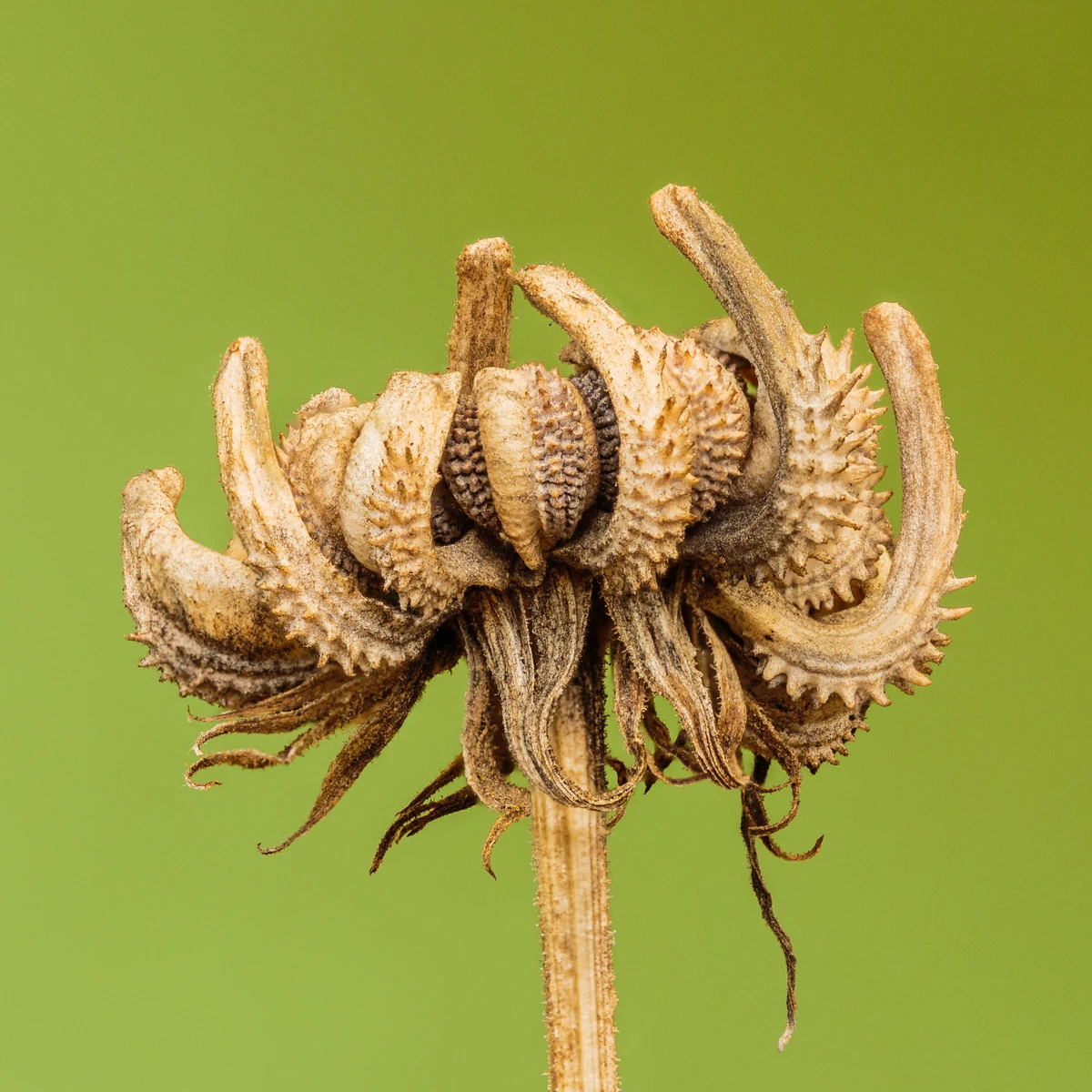 Seed head of pot marigold (Calendula officinalis), showing curved achenes.