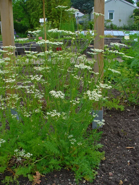 Caraway (Carum carvi): plant habit and pale umbels.