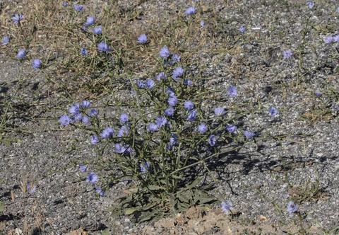 Flowering chicory (Cichorium intybus) in Turkey.