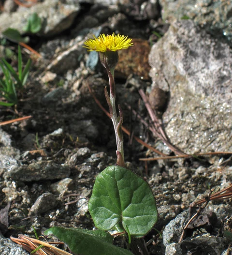 Coltsfoot (Tussilago farfara): a yellow flower head and leaf on rocky ground.