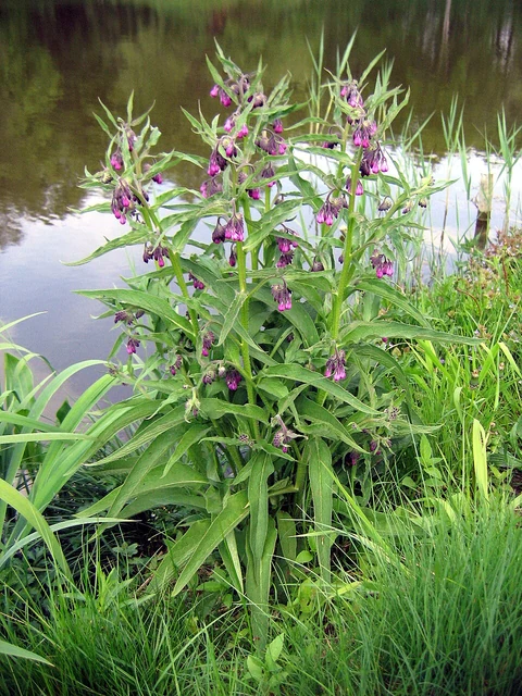 Flowering comfrey (Symphytum officinale) beside a pond in Wrocław.