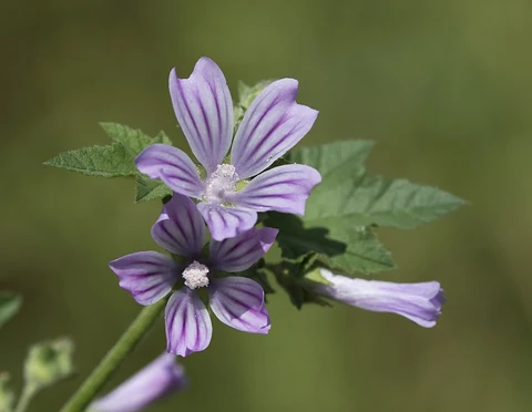 Common mallow (Malva sylvestris): purple flowers with darker veins.