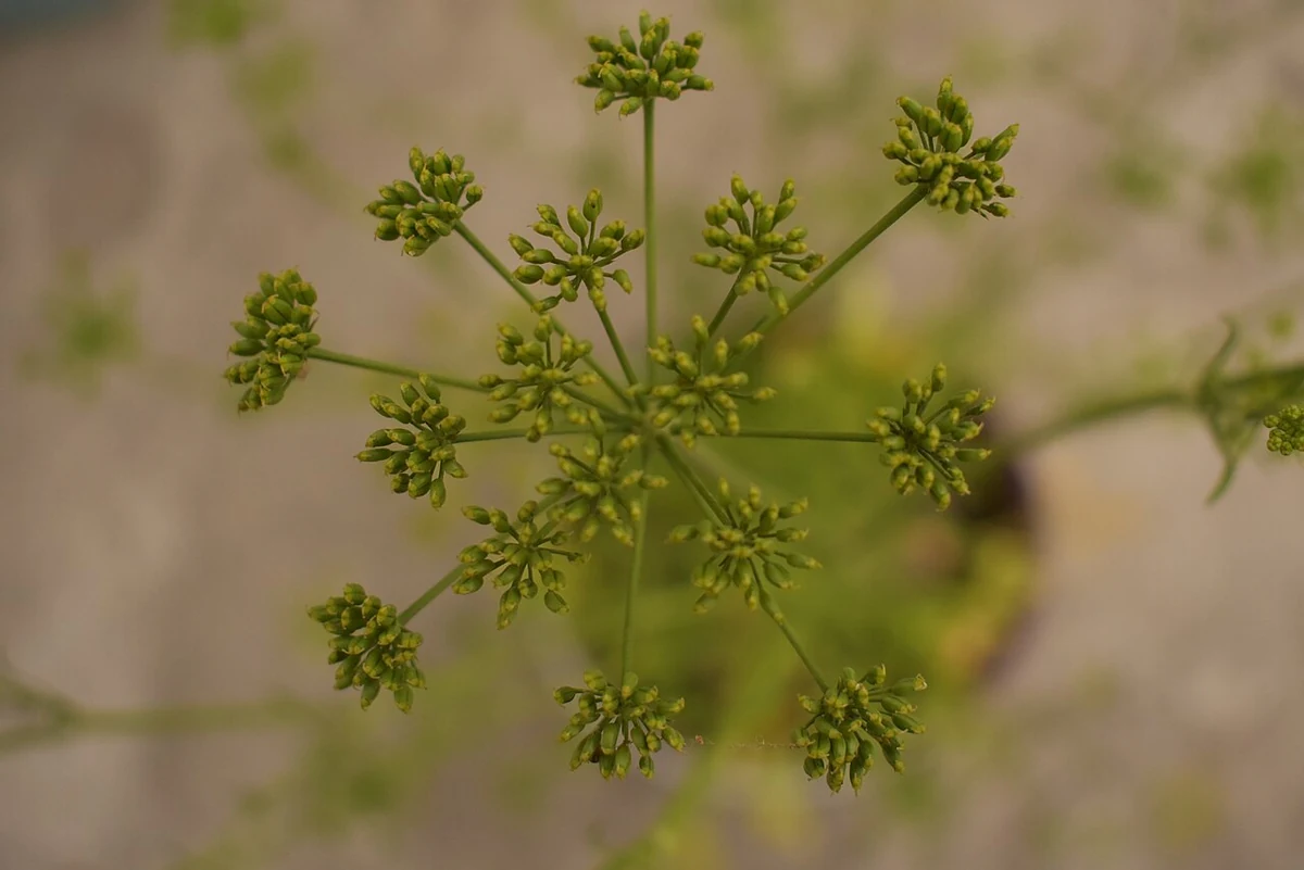 An umbel of coriander (Coriandrum sativum) with green buds and young fruits.