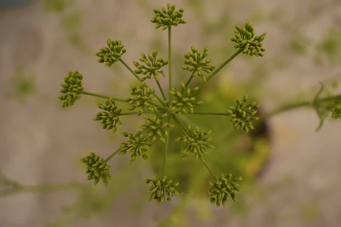 An umbel of coriander (Coriandrum sativum) with green buds and young fruits.