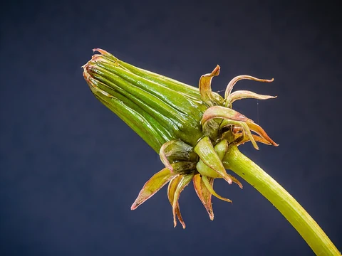 A closed fruiting head of a dandelion identified by the source as Taraxacum officinale.