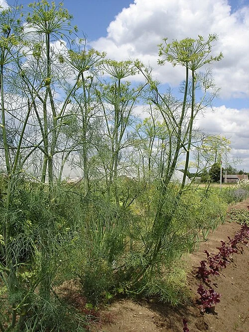 Dill (Anethum graveolens): tall stems, fine leaves and umbels.