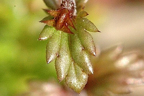 Close-up of a fruit of eyebright, identified by the source as Euphrasia officinalis.