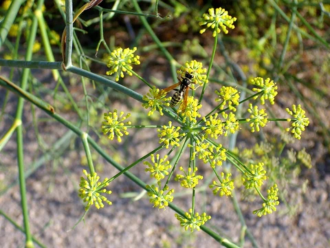 Yellow umbels of fennel (Foeniculum vulgare).