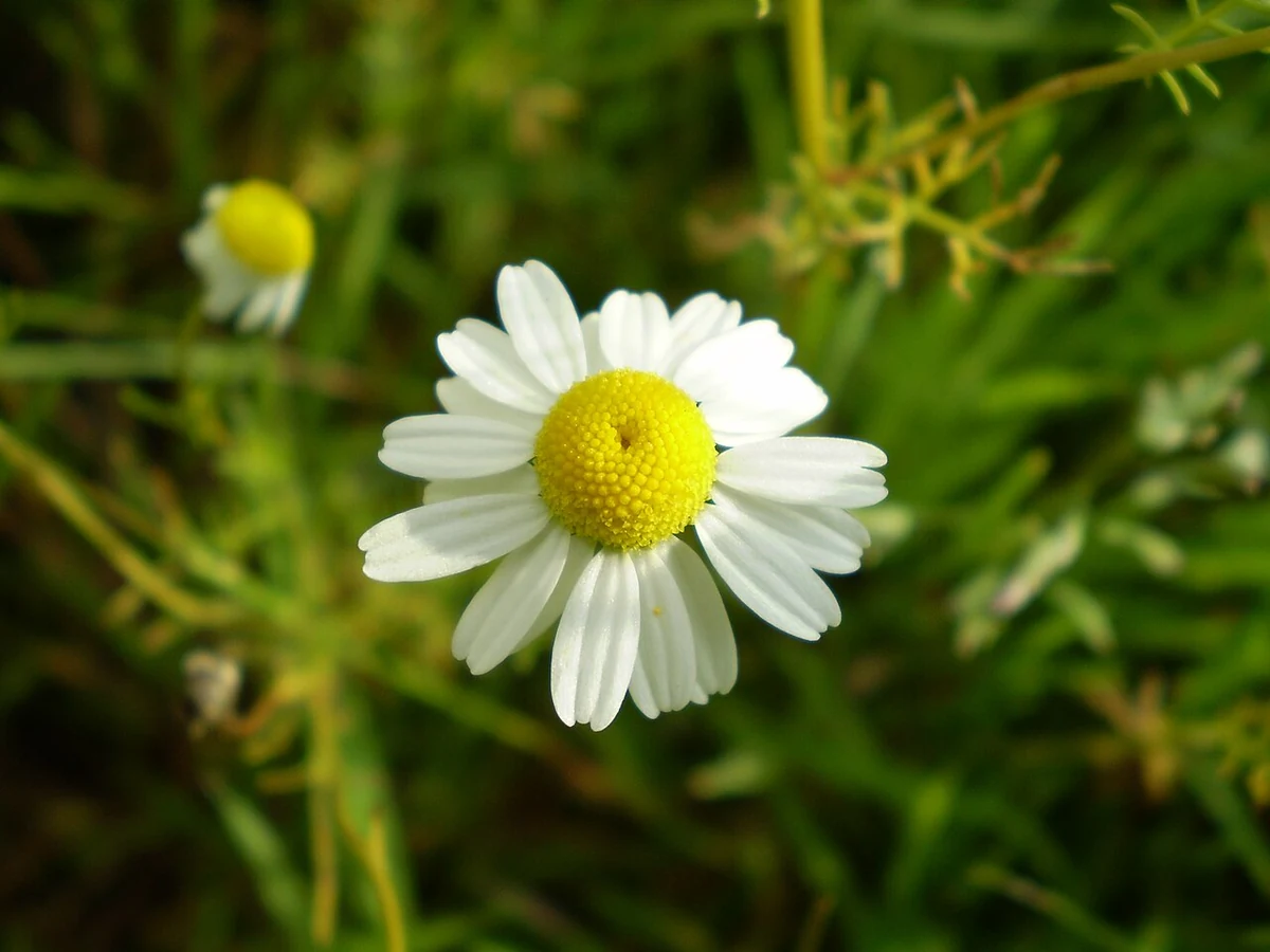 A German chamomile flower head, identified as Matricaria recutita, a synonym of Matricaria chamomilla.