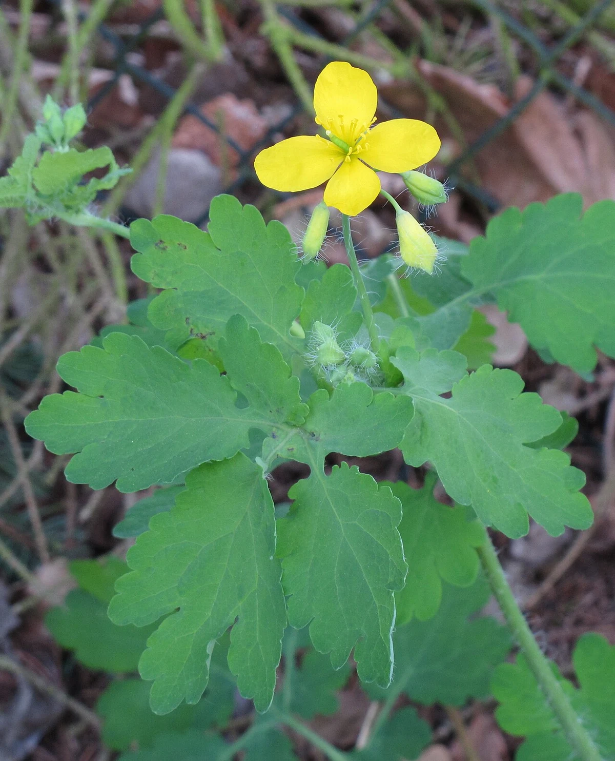 Greater celandine (Chelidonium majus): a yellow flower and lobed leaves.