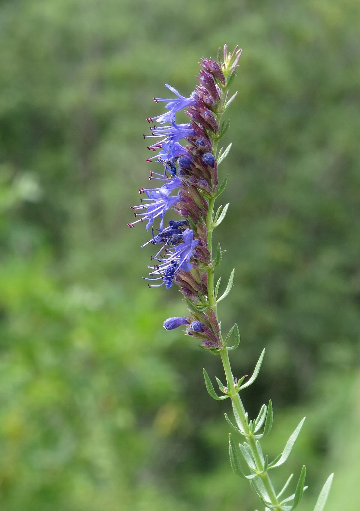 Hyssop (Hyssopus officinalis): close-up of purple flowers.