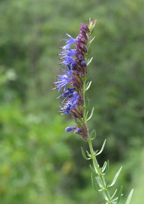 Hyssop (Hyssopus officinalis): close-up of purple flowers.