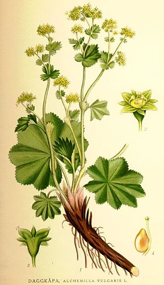 Lady's mantle labelled Alchemilla vulgaris in a historical botanical plate by Carl Axel Magnus Lindman.