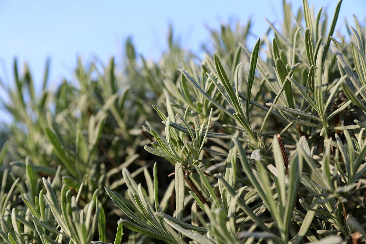 Leaves of lavender (Lavandula angustifolia), cultivar 'Mailette', in a Vienna garden.