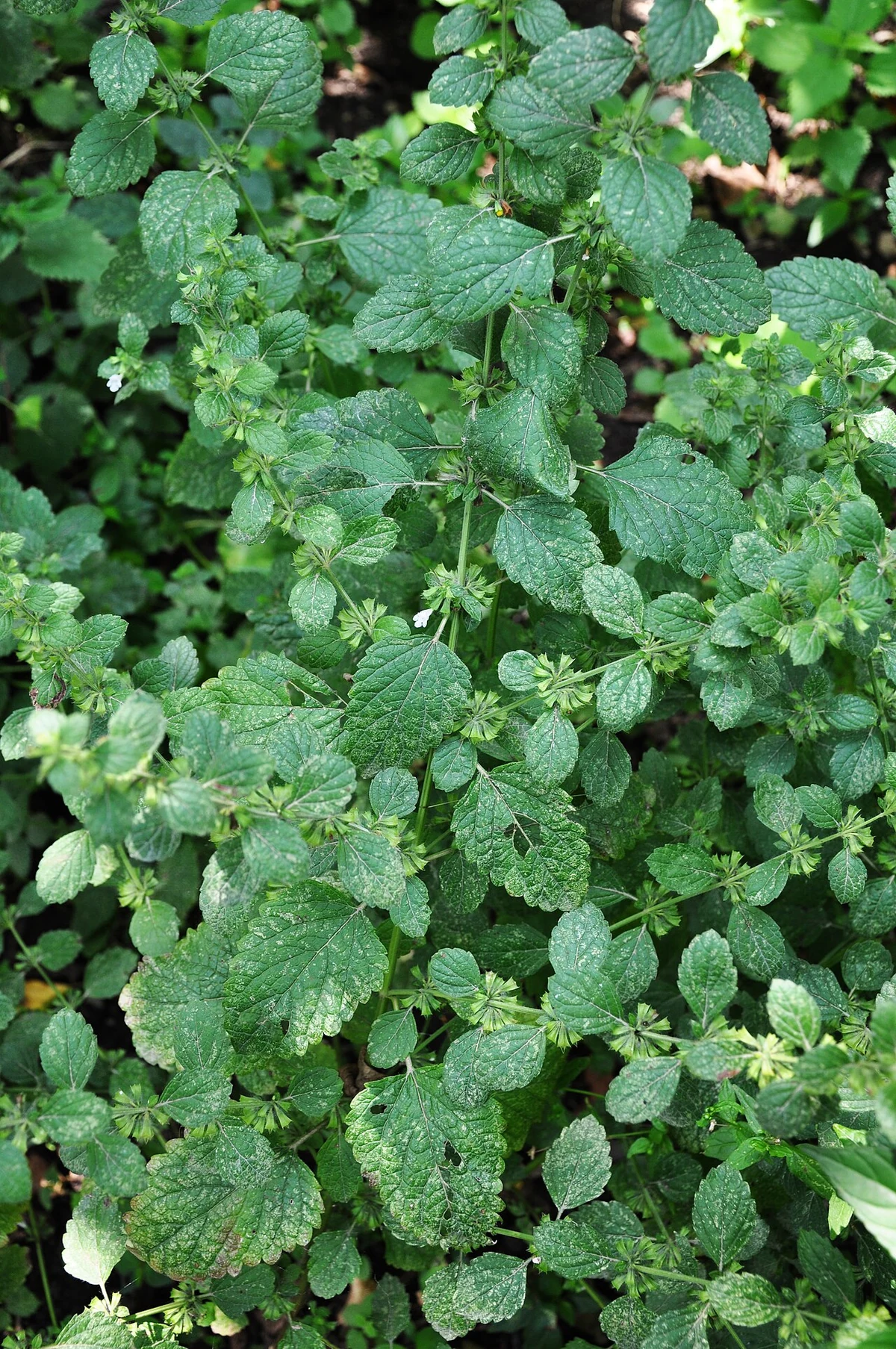 Green, textured leaves of lemon balm (Melissa officinalis).