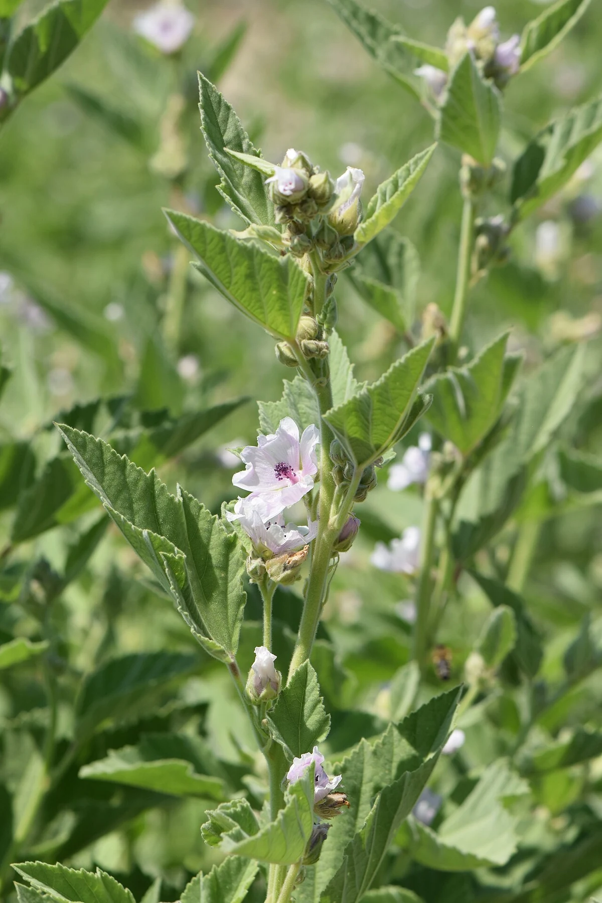 Marshmallow (Althaea officinalis): pale flowers, buds and hairy leaves.