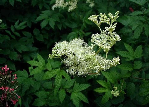 Meadowsweet (Filipendula ulmaria): pale flower clusters against green leaves.