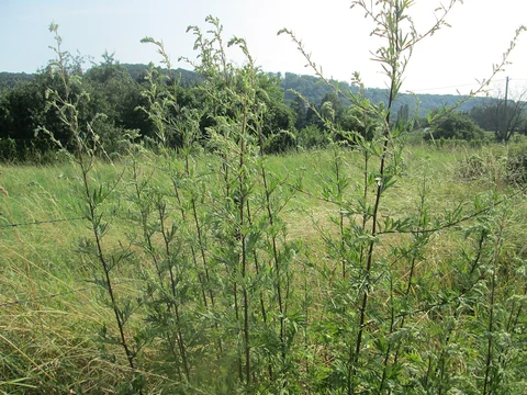 Branching stems of mugwort (Artemisia vulgaris) in a meadow.