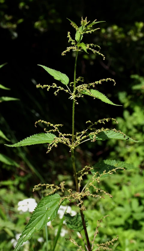 Stinging nettle (Urtica dioica): toothed leaves and small inflorescences.