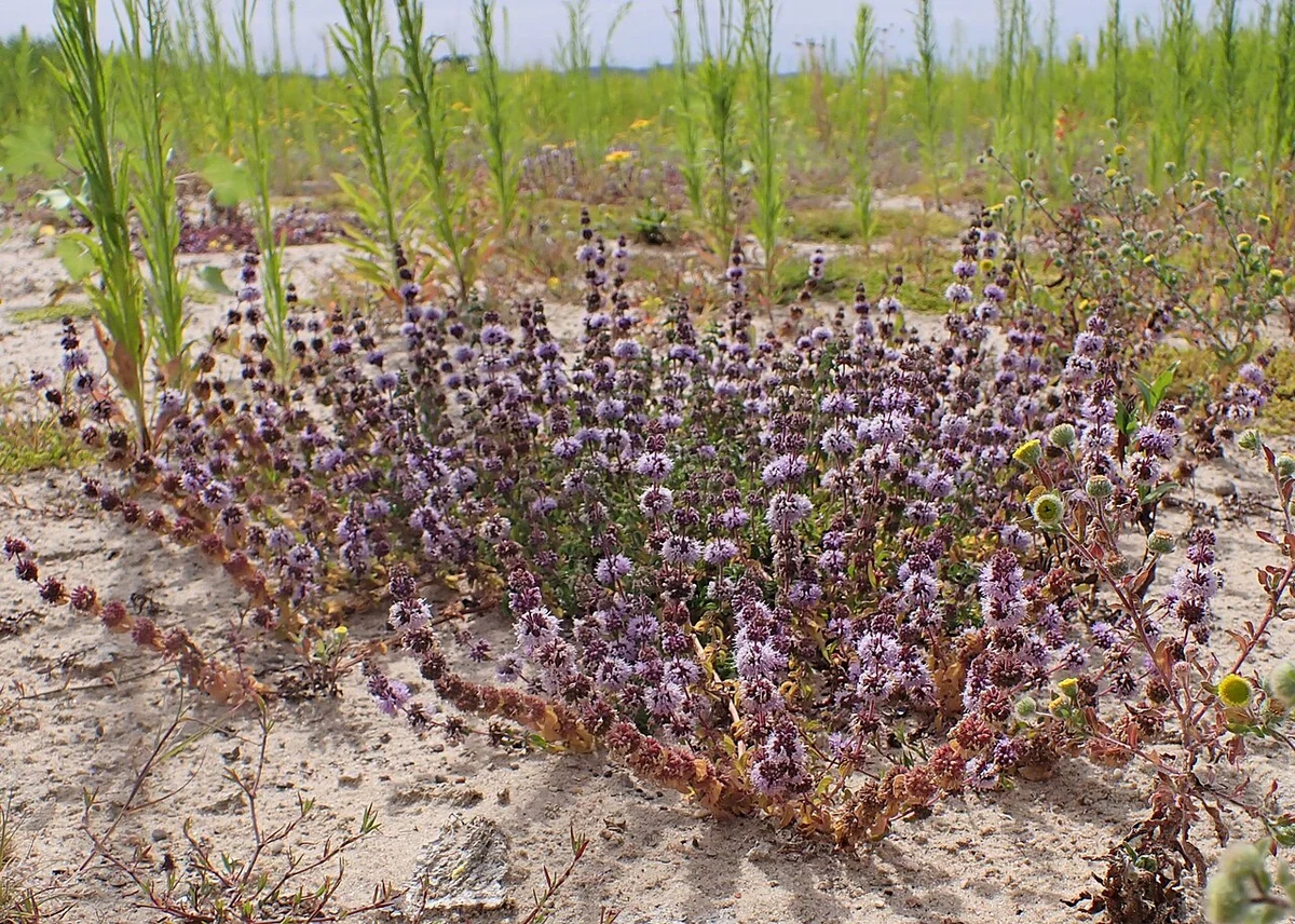 Flowering pennyroyal (Mentha pulegium) on sandy ground beside the Odra.